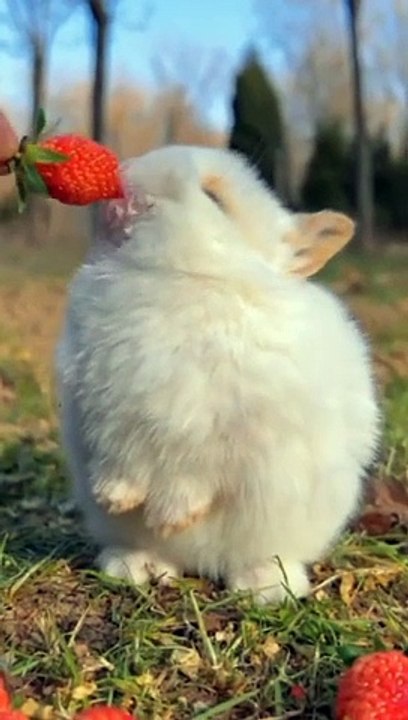 Cute rabbit #Num num num voice #shorts #YouTube shorts