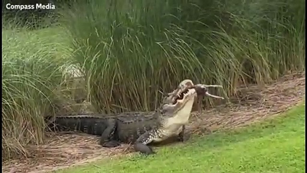 Jacaré de 3 metros engole coelho inteiro em parque na Flórida