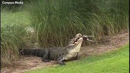 Jacaré de 3 metros engole coelho inteiro em parque na Flórida