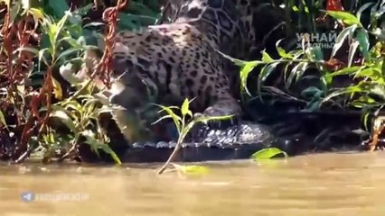 TIGERS AND BLACK PANTHER