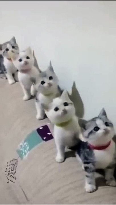 Cats Doing Cat Things