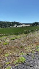 Why the hell would you try to let your kid pet a b