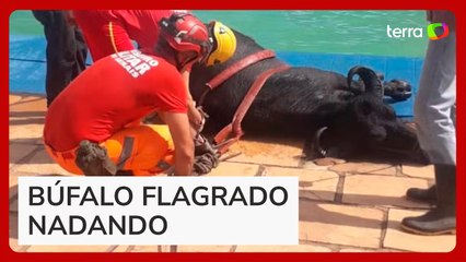 Búfalo é resgatado após nadar em piscina de clube em MG