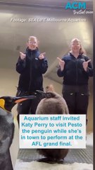 Hot n cold encounter: Katy Perry meets Pesto the penguin