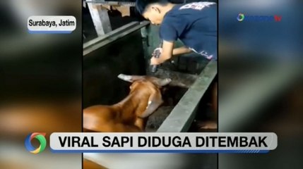 Viral Proses Pemingsanan Sapi Seolah Ditembak di RPH Surabaya