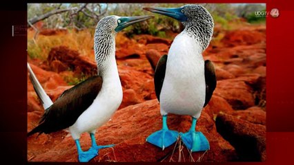 Costa Alegre busca equilibrio entre desarrollo turístico y la conservación