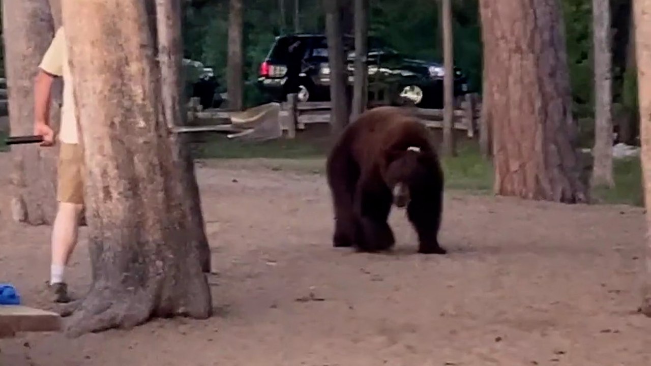 Mann wehrt Bären mit Schaufel bei dramatischer Begegnung ab