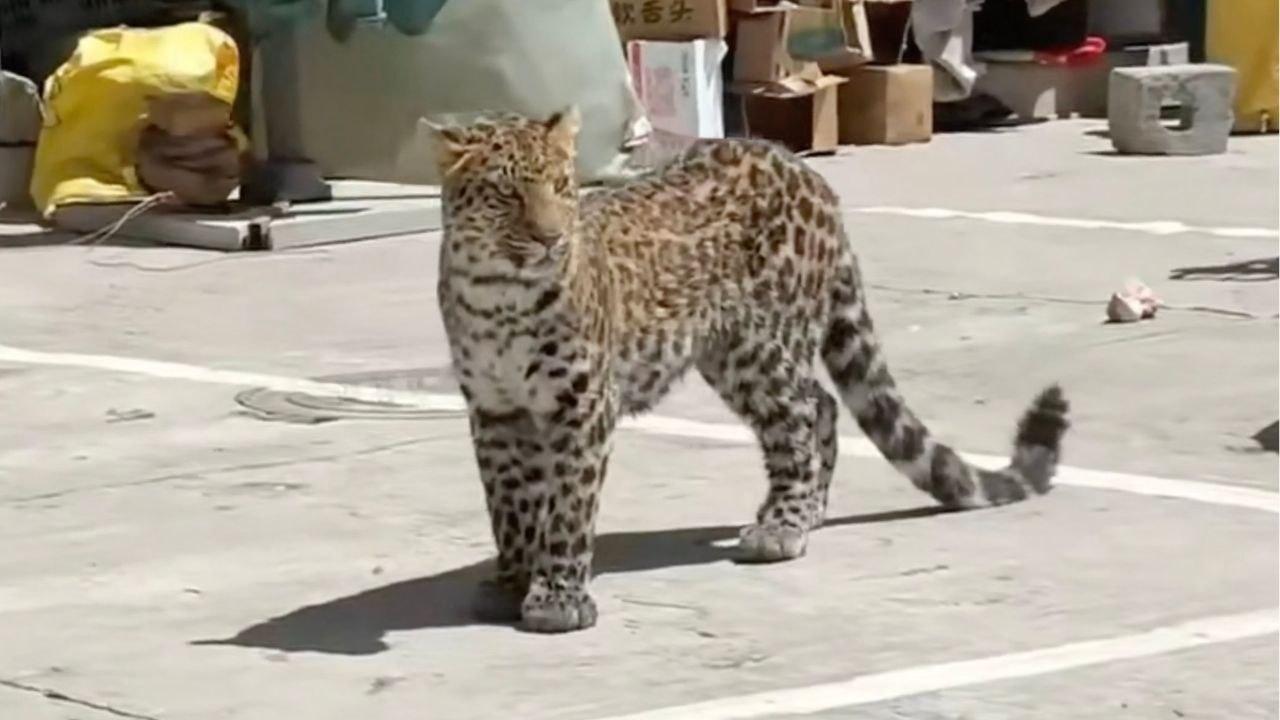 Leopard versetzt menschenmengen in erstaunen, als er durch belebtes viertel in china streift