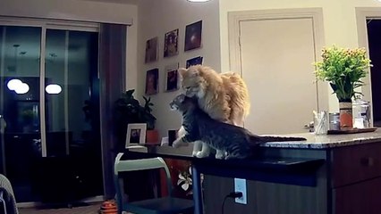 Cat shows new kitten who's boss - by grabbing young pet by scruff of neck