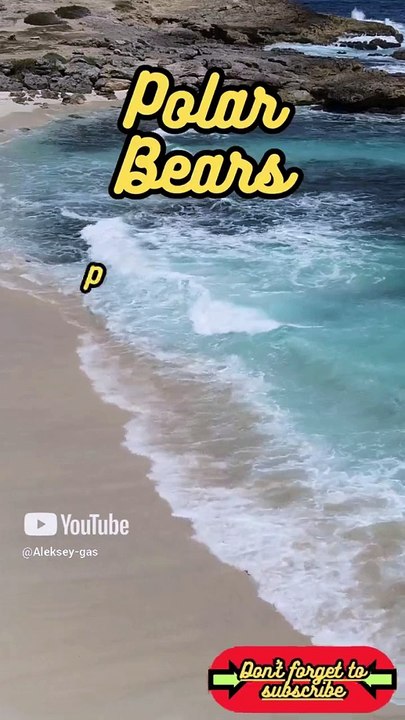 Animal Facts         Polar Bears          #shorts