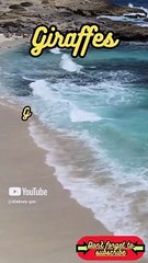 Animal Facts         Giraffes          #shorts