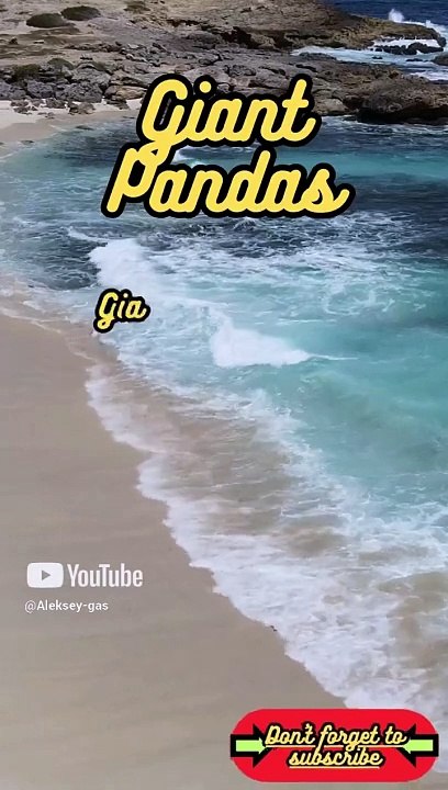 Animal Facts         Giant Pandas          #shorts