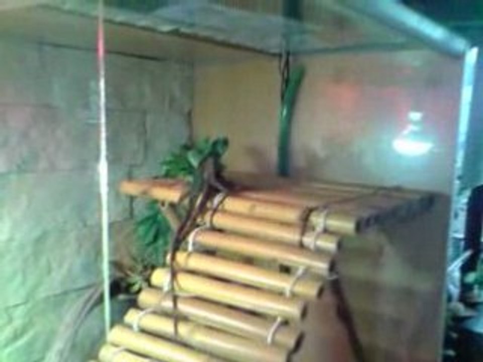 dragon d eau 2