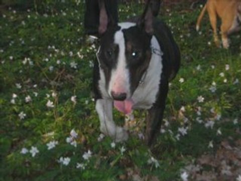 Bull terrier et American staff arko oscar chyna