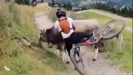 Moment cyclist collides with cow on trail in Austria