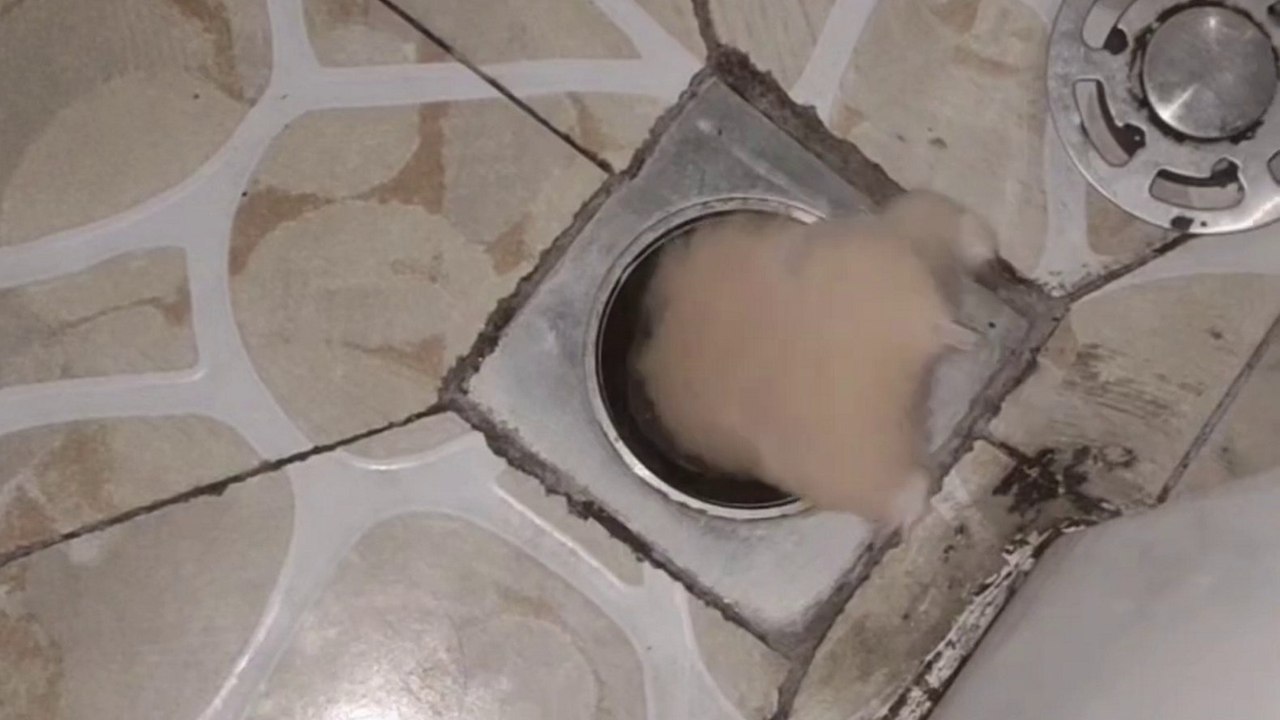 Kluger Hamster nutzt Rohre als Geheimgang durch die Wohnung