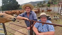 Peter and Elaine Horrocks, Mt Whitestone | Queensland Country Life