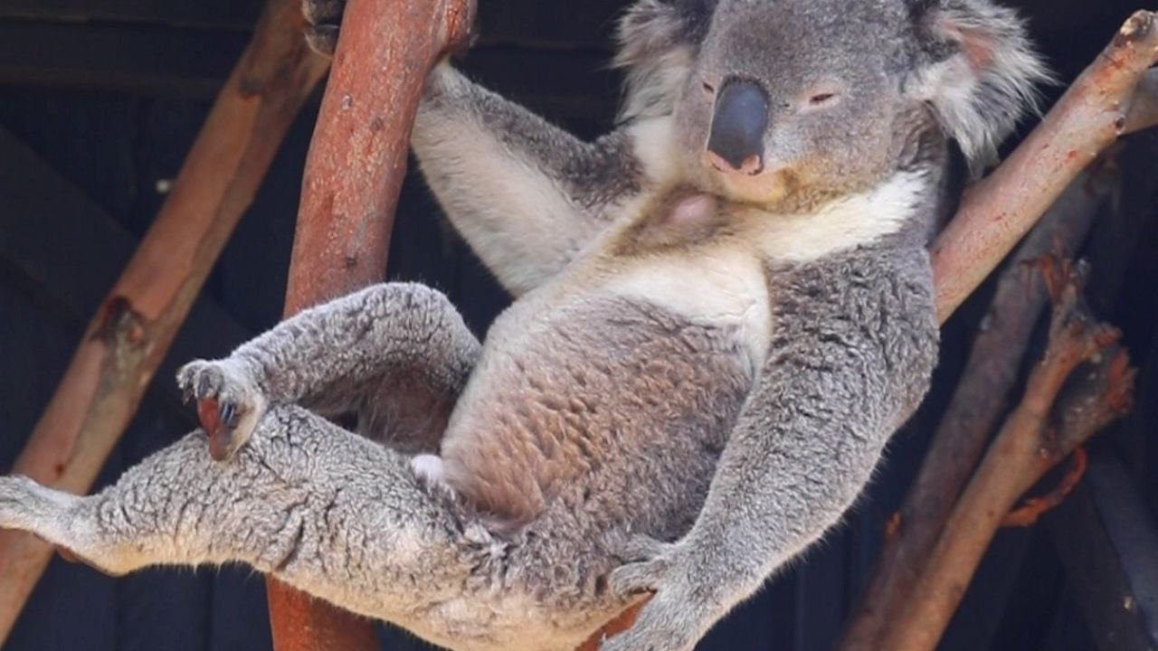 Koala posiert in einem baum