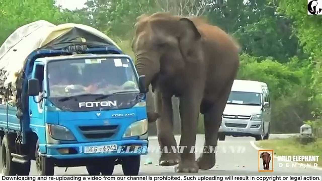 Wild-Elephant-Demand