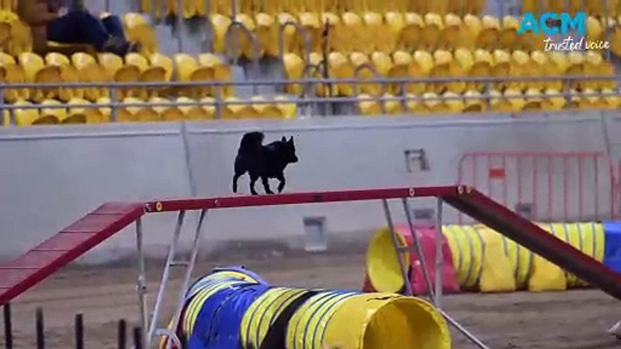 The Best in dog agility on display at AELEC