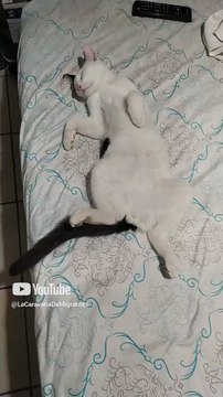 El #Gato pernanca bien dormido acostado en la cama #shorts #animales #mascotas #fauna #peludo #pet