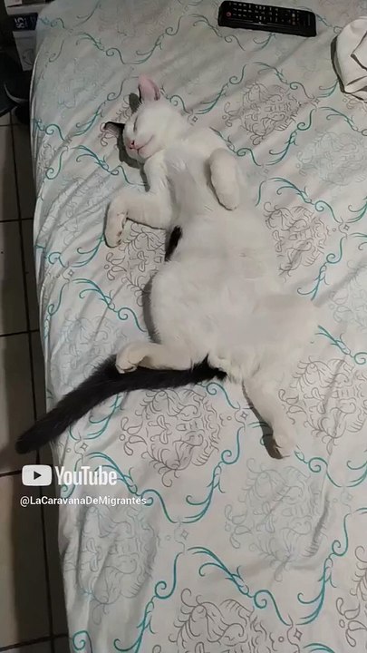 El #Gato pernanca bien dormido acostado en la cama #shorts #animales #mascotas #fauna #peludo #pet