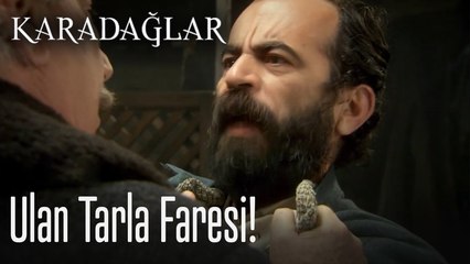 Ulan tarla faresi! - Karadağlar