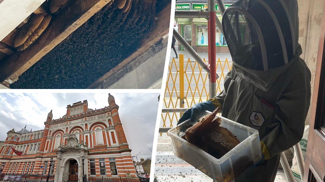 Kolonie von 10.000 bienen in englischem pub entdeckt