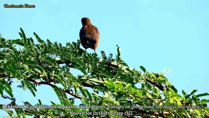The Indian Robin, scientifically known as Saxicoloides fulicatus, is a small, vibrant bird native to the Indian subcontinent.