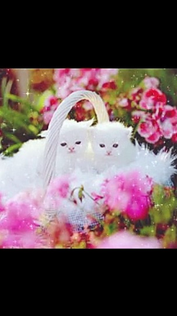 ⁣Cat  funny voice,cat video,cat, cute cat,cat picture,