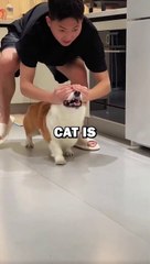 DOG GETS GIRLFRIEND! #dogs #cat