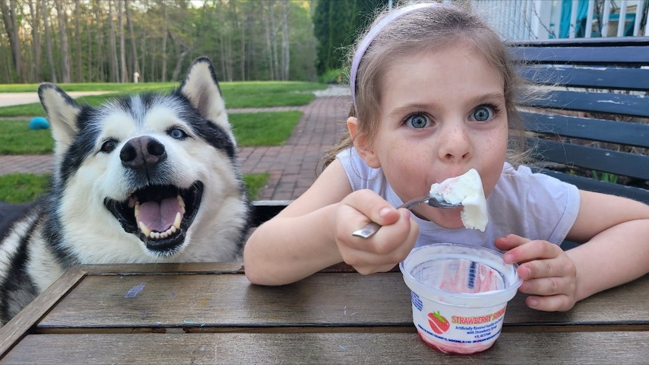 Kleines mädchen stiehlt den husky ihres nachbarn und ersetzt ihn – durch eine nachbildung eines plüschtiers