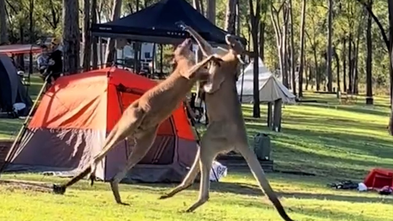 Kängurus beim boxkampf mitten auf einem campingplatz erwischt