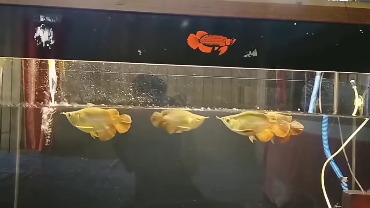 TRULY UNMATCHED HANDLING, WITH A BLOOMING TAIL AND A CHARMING SHORT BODY