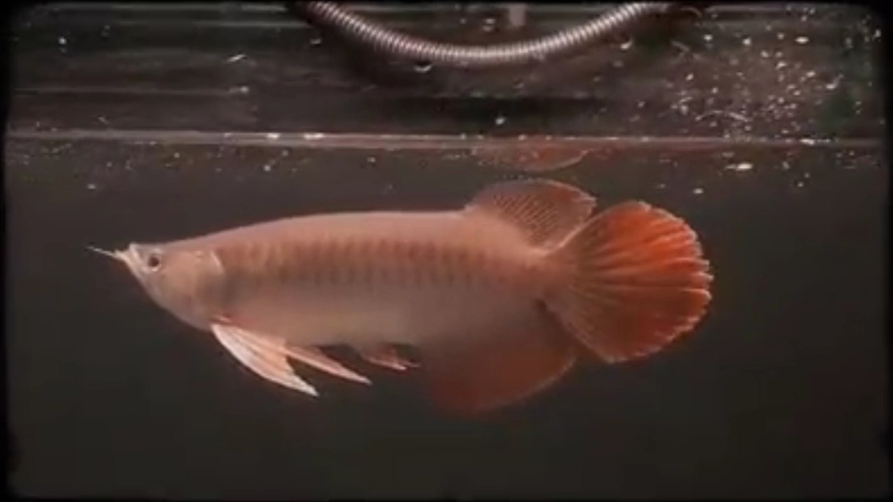Decorative Super Red Arowana Fish with the Highest Artistic Value
