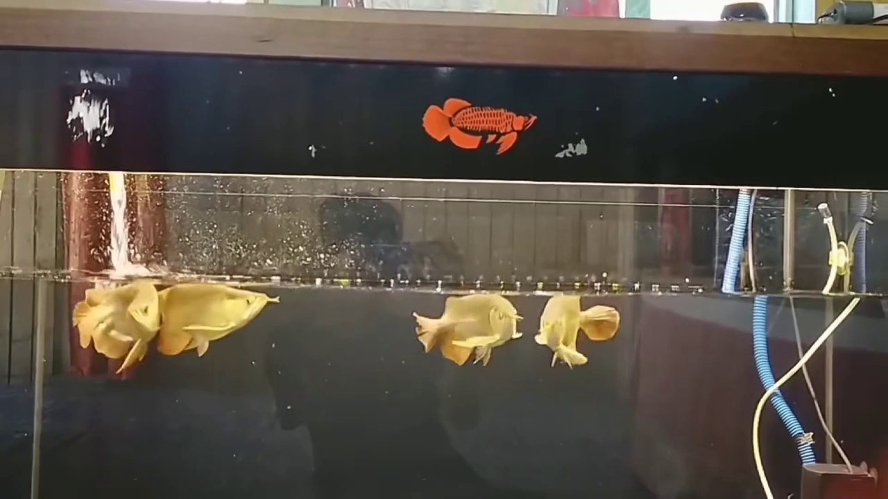 The Super Red Arowana Fish is so unique that you can't take your eyes off it