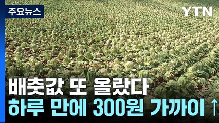 멈출 줄 모르는 배춧값...포기당 1만 원 육박 / YTN
