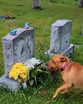 Dog finds her owner's mothers grave despite never meeting her