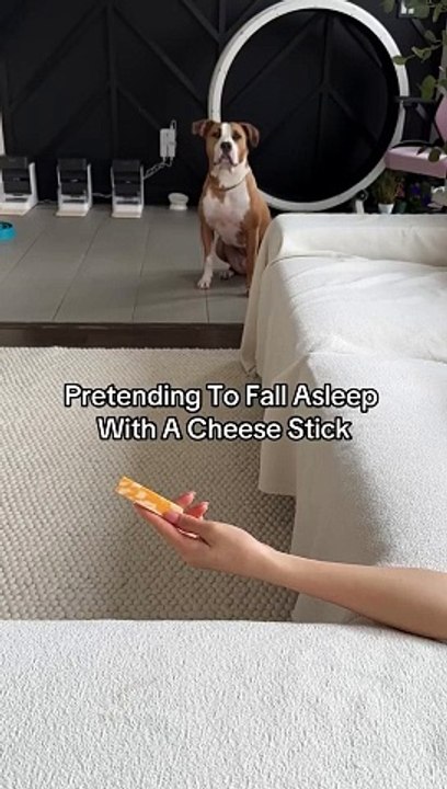 Grand theft cheese