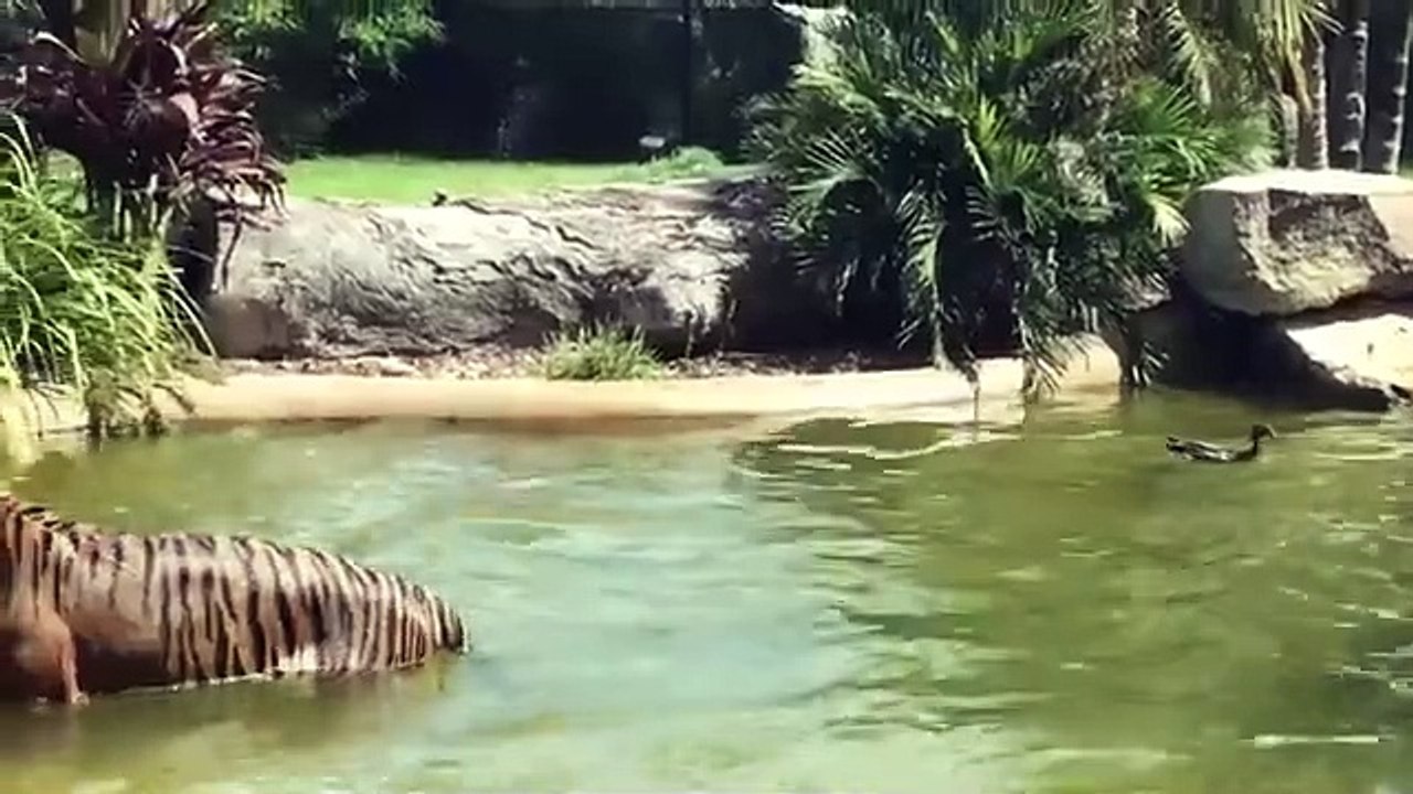 Tiger's Water Chase