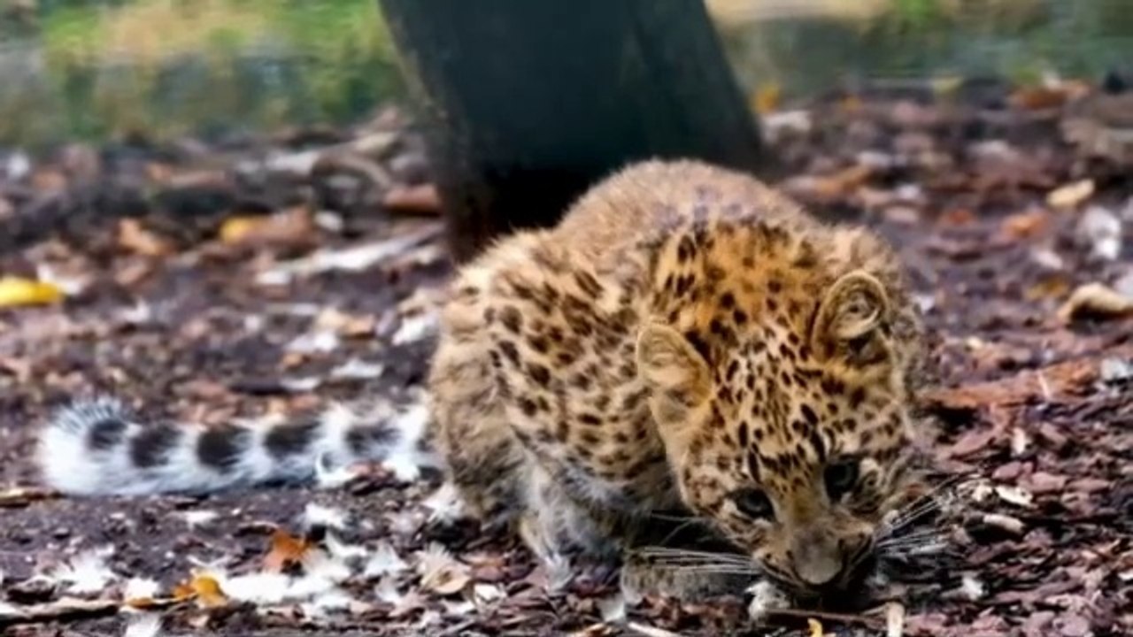 Funniest Cats and Dogs Videos Hilarious Animal Compilation Part No1