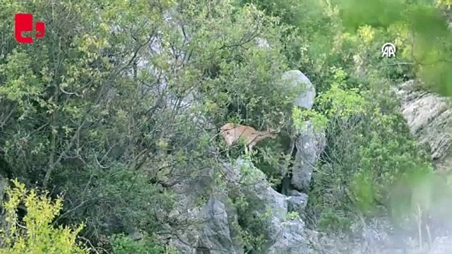 Koruma altındaki yaban keçileri Toros dağlarında görüntülendi_1