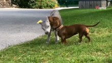 Teckel adopta a un pequeño ternero que perdió a su mamá