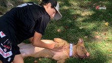 Tras un día con un voluntario, la perrita está desesperada por volver al refugio: pero le espera una sorpresa
