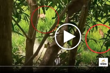 Leopard viral video: खेत में काम कर रहे थे किसान, तभी आ धमका खूंखार तेंदुआ फिर... मची खलबली