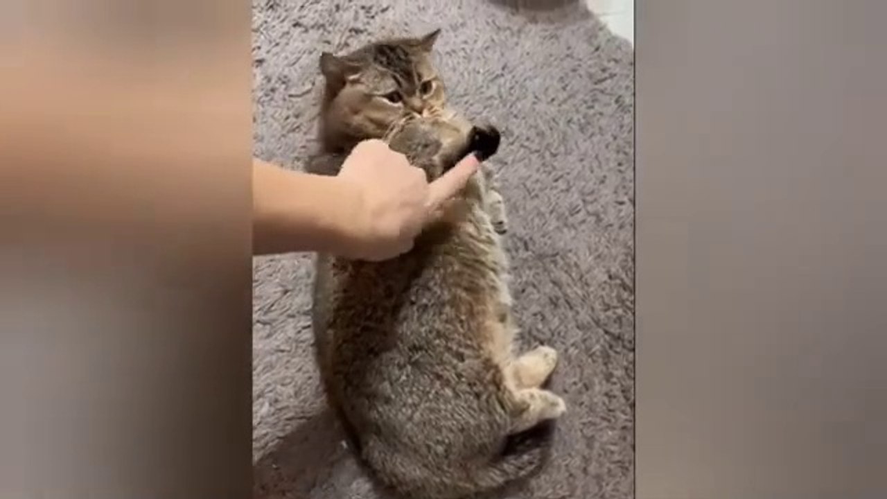  Funniest Cats and Dogs Videos  ||  Hilarious Animal Compilation Part No:3  #2024