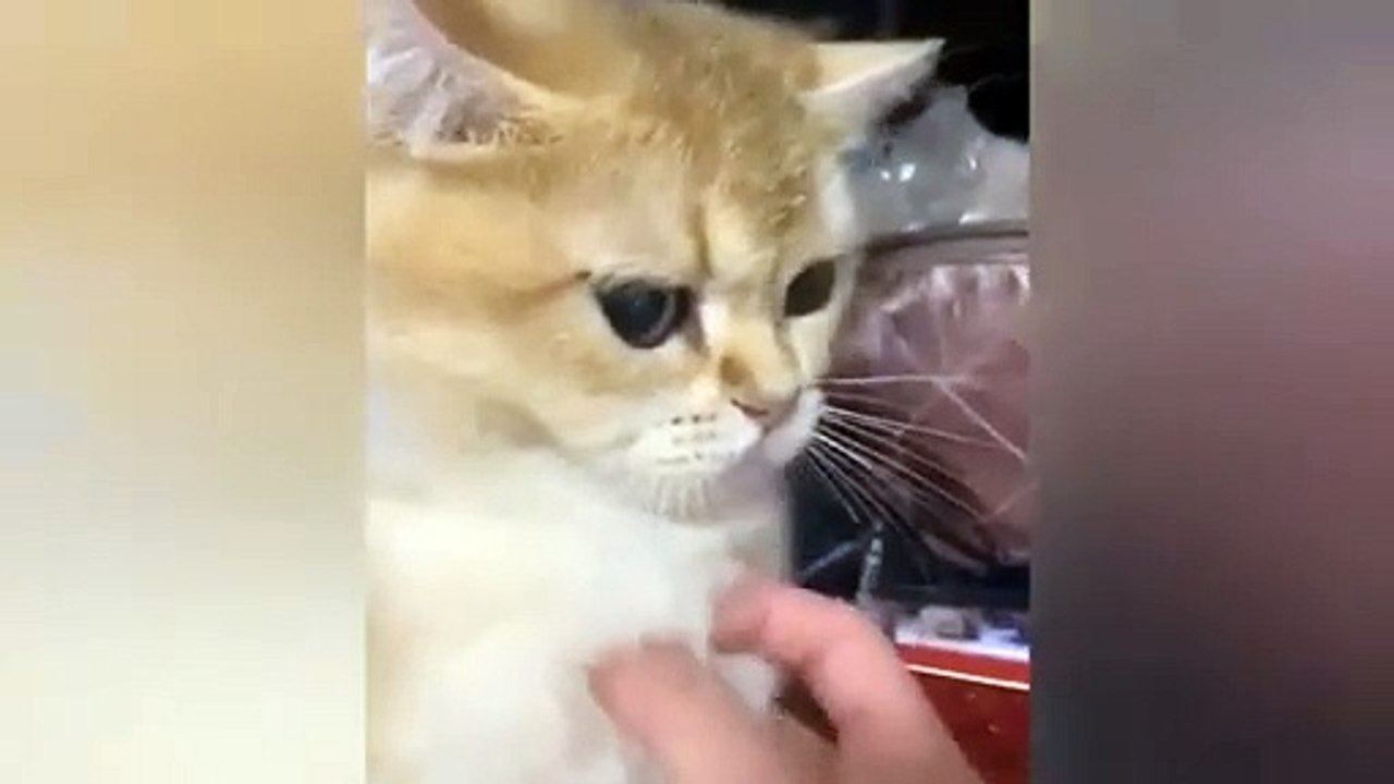 Funniest Cats and Dogs Videos  ||  Hilarious Animal Compilation Part No:5  #2024