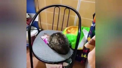  Funniest Cats and Dogs Videos  ||  Hilarious Animal Compilation Part No:6  #2024