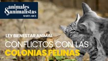 Matanzas y conflictos en las colonias felinas a cuenta de la ley animalista