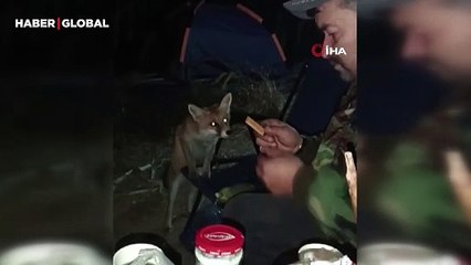 Bolu'da tilkiyi bisküvi ile besledi